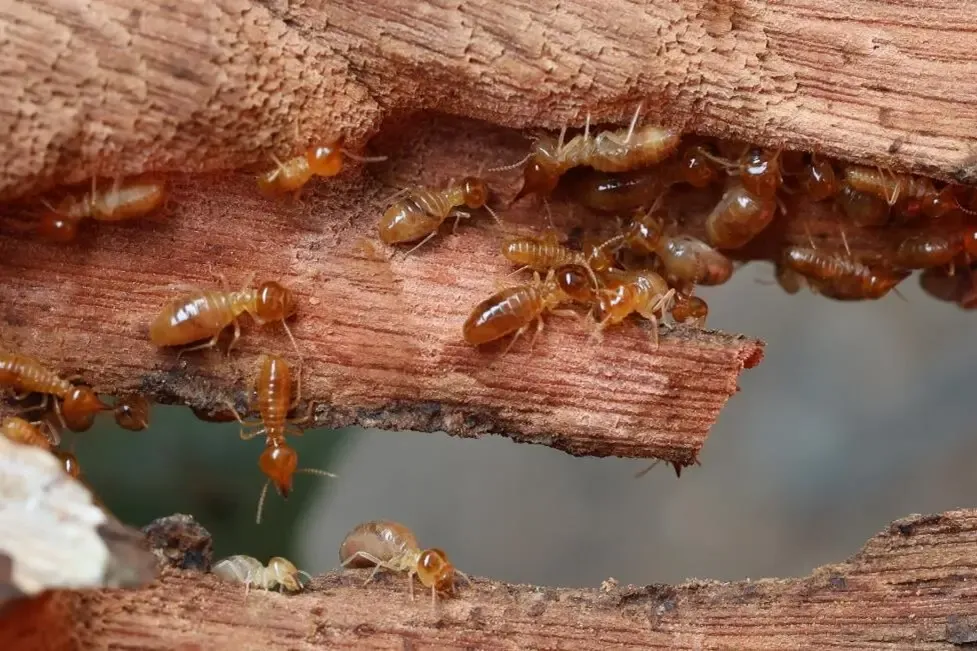 Pest control technician applying cockroach treatment in Yuma AZ kitchen